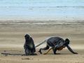 Silberaffen mit Baby am Strand by WolfBerlin