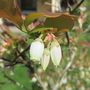 Heidelbeerblüten von Fotofan0411