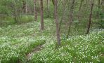 Natur Wald Bäume 