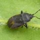 Schwarze Bodenwanze (Drymus ryeii) im heimischen Garten