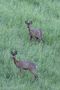 Wildlife von meiner Terrasse aus ... di nikonfred