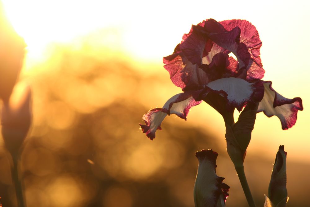 Blume am Wegesrand, im Abendrot von Irisches Mädel 