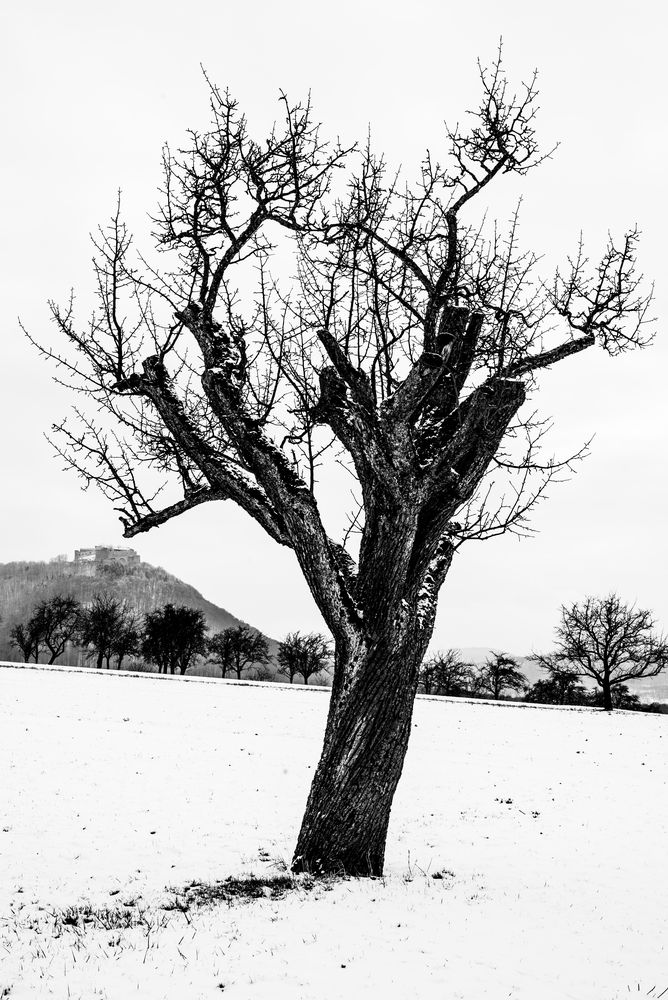 TRUNCETED TREE von photoweise 