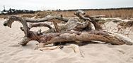 Saurierskelett am Weststrand by Michael Steller.