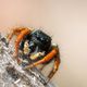 Goldaugen- Springspinne ( Philaeus chrysops)