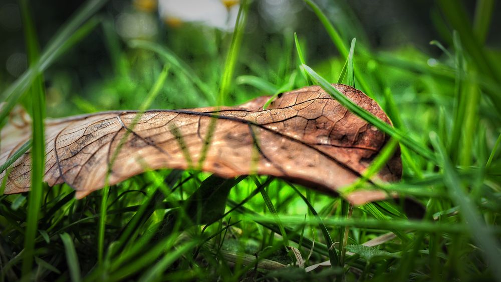 Ein totes Blatt im Grünen von STEFAN Stief