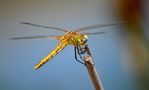 Dragonfly 1 de wesferrer 