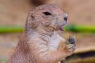 The Black-tailed prairie dog by Babs Sch