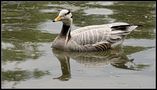 White Duck von igna78-photography