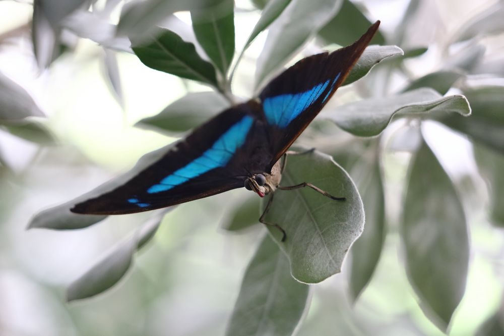  Papillon  Bild Foto von MakroStepf aus 02 Natur 