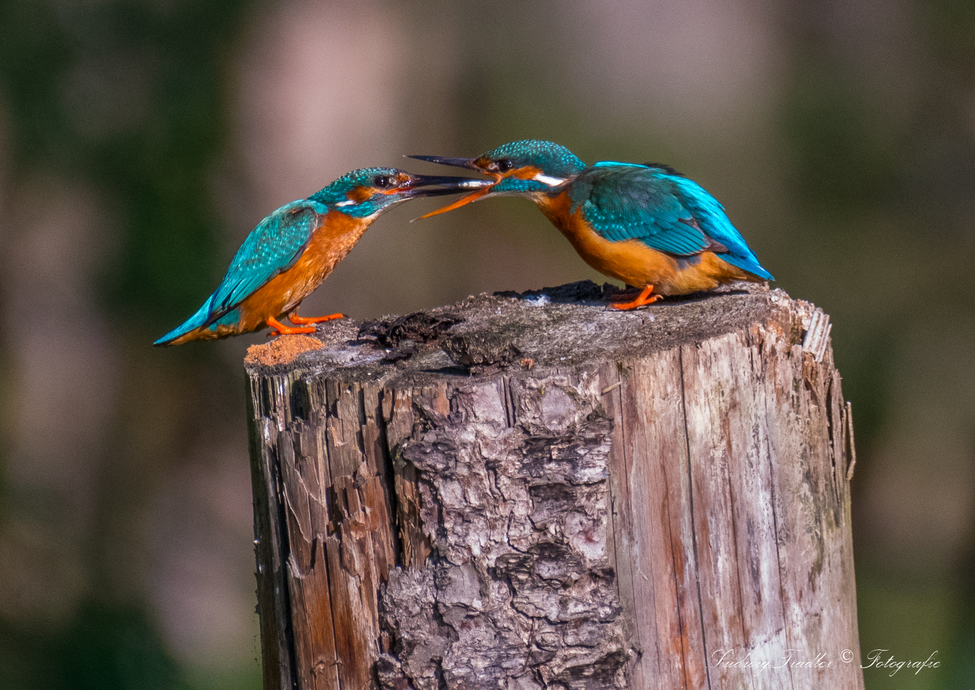 D50_1208 es gibt Fisch für den Jungvogel 