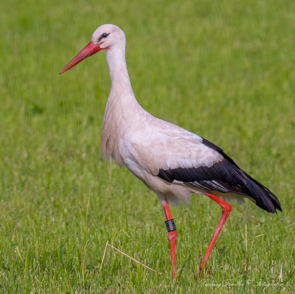 D50_2047 Weißstorch aus Billigheim-Ingelheim (Landkreis Südliche Weinstraße) zu Besuch im Chiemgau