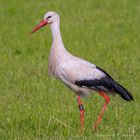 D50_2047 Weißstorch aus Billigheim-Ingelheim (Landkreis Südliche Weinstraße) zu Besuch im Chiemgau