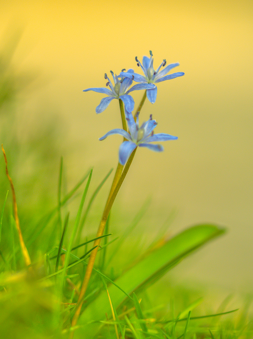 D50_2178 Blaustern