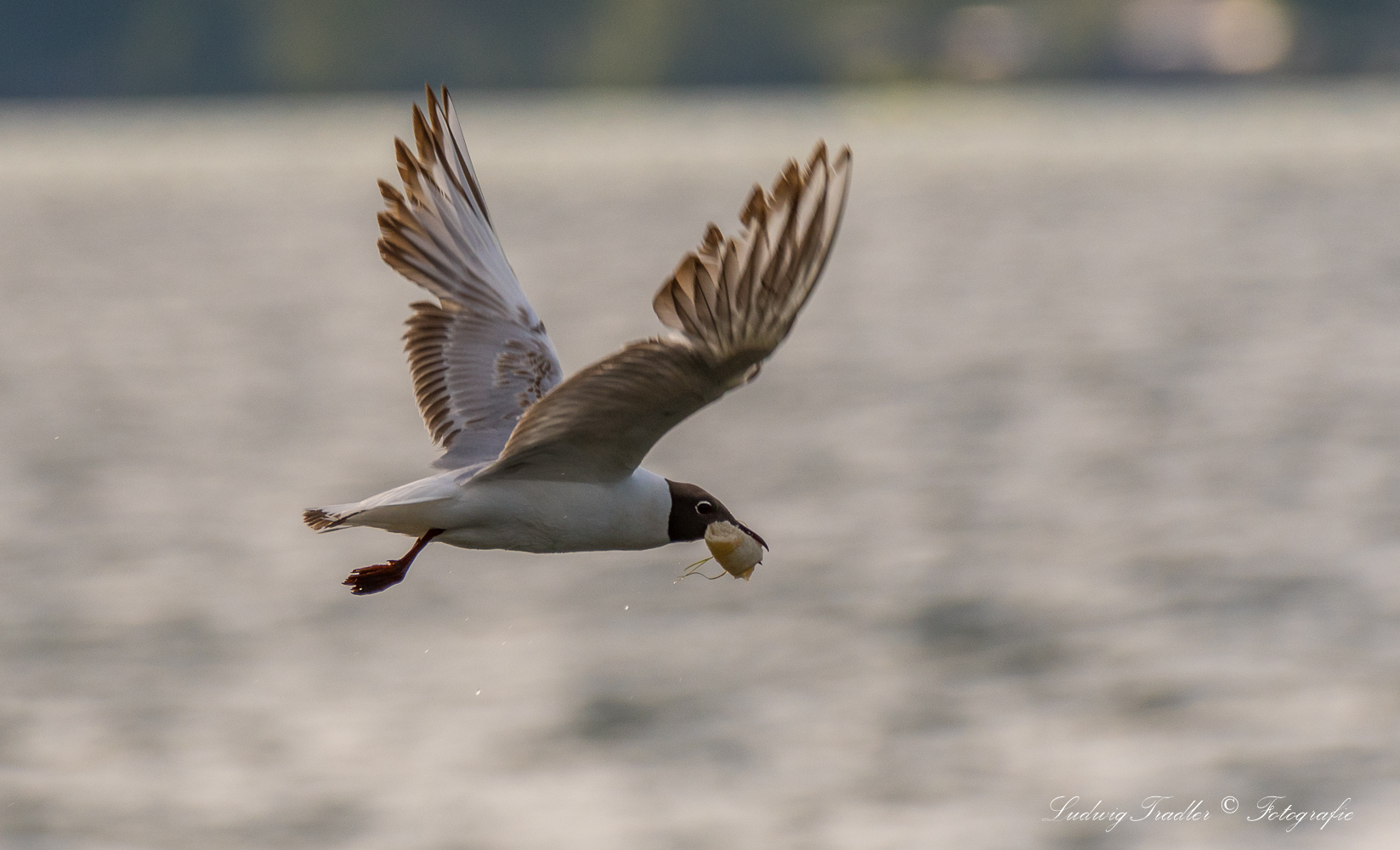 D50_2270 Lachmöwe mit Beute 