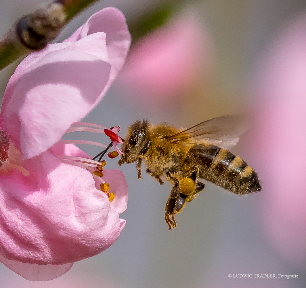 D50_3068 Biene im Anflug 