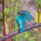 D50_7594 Eisvogel verschämt 