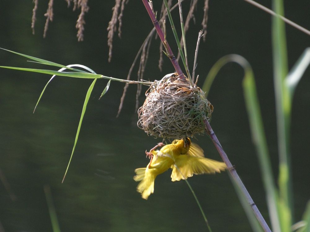 webervogel von tobaben