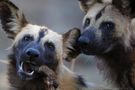 Wild Dogs - von Stephan Tuengler 