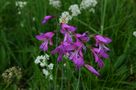 DE: Die Illyrische Gladiole, Illyrische Sumpfgladiole, Illyrische Siegwurz (Gladiolus illyricus) by Kosche Günther 