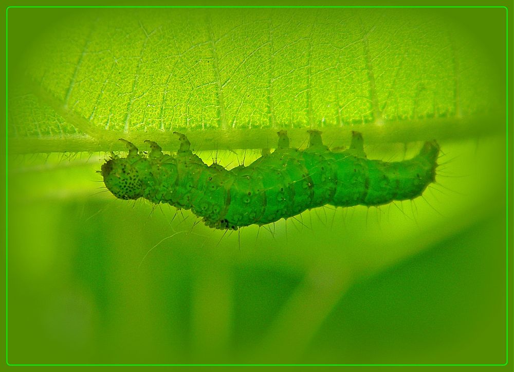 green day von BuLiChe 