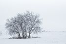 Birches von Stephan.Mertens