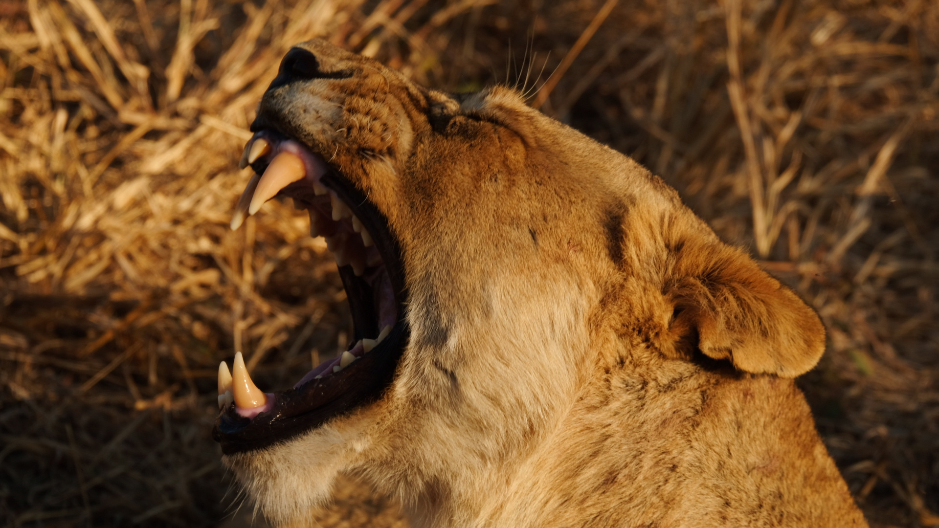 .. Foto & Bild | tiere, wildlife, south africa Bilder auf fotocommunity