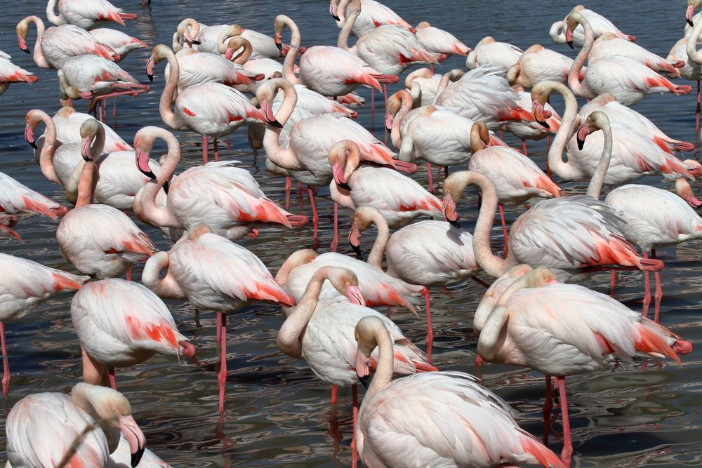 Camargue, flamands roses de d.bisson 