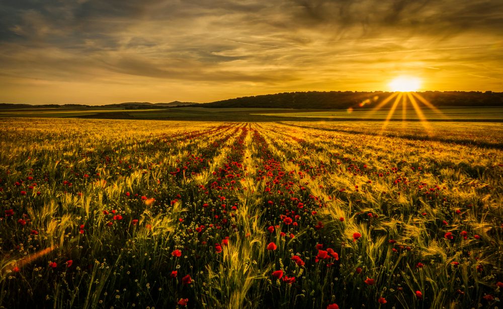 Puesta de Sol en Madridejos de Julián Nieves