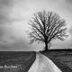 Baum im Herbst