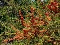 Crataegus de Roberto Justo Robiolo