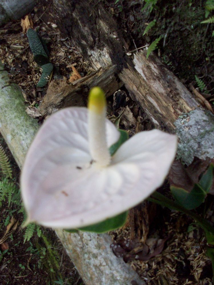 flor silvestre de aragones 