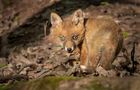 Schmunzelfuchs von Lieblingsfoto T.K.