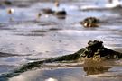 Nationalpark Wattenmeer