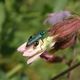 Grner Scheinbockkfer (Oedemera nobilis) - Mnnchen