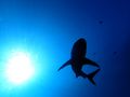 shark silhouette by Paul Dollar