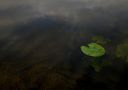 heimat (egelsee) von uhunachdemwaldbrand