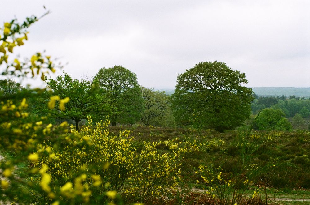 Ginster in der Heide von julianschoeppner