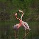 Flamingoherz