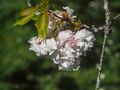 Flor de almendro.. de Maerr