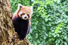 Roter Panda von Heinrich Vianden Fotografie