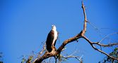 Weißbrustseeadler auf Beobachtungsposten von Helga Broel