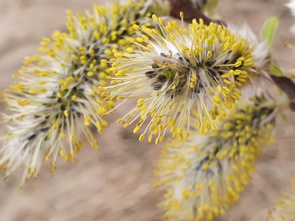 Frühlingserwachen der "Kätzchen" von Heige