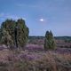 Fototour Deutschland: Wilseder Berg, Lneburger Heide