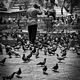 The pigeon man