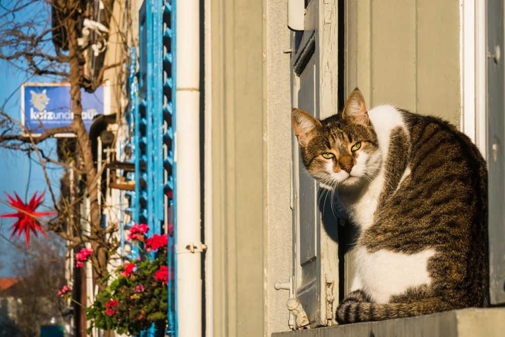 Wo ist die Maus? von Peter H. Braun