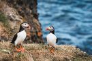 Puffins von Alex Männel