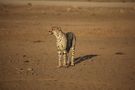 Gepard auf der Jagd by Tommy Fuchs