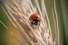 Double Luck von Roberta Silvestro 