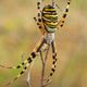 Argiope bruennichi